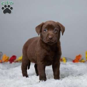 Heather, Chocolate Labrador Retriever Puppy